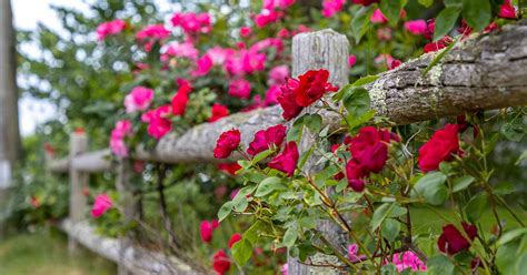 How to Grow and Maintain Beautiful Climbing Roses