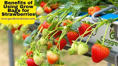 What Size Grow Bag for Strawberries: A Comprehensive Guide - Gardener Dream