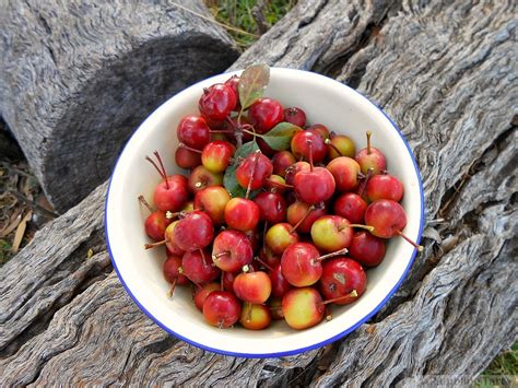 Crab Apples, Spiced Currant Porridge, and Time to Rest » ramblingtart