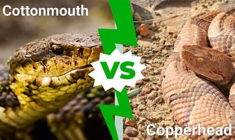 Cottonmouth vs Copperhead: What’s the Difference? - IMP WORLD