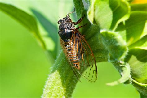 Map: See where cicada broods will emerge for first time in over 200 years