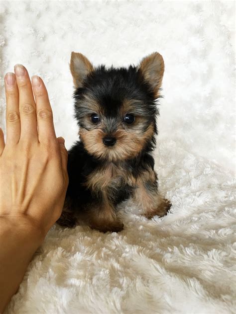 Tiny Teacup Yorkie Puppy for sale! | iHeartTeacups