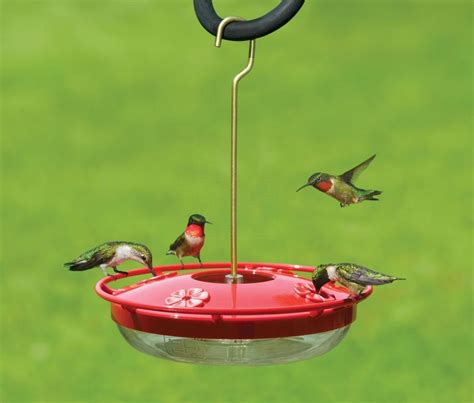 Hummingbird Feeders - The Backyard Naturalist