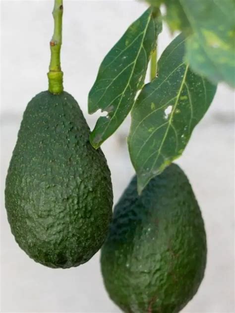 Simple Advice To Help You Make A Bonsai Avocado Tree - Gardening Dream