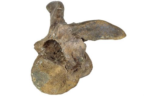 6.5" Hadrosaur (Lambeosaurus) Cervical Vertebra - Montana (#234561) For ...