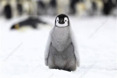 Emperor penguin chick - Stock Image - C045/8903 - Science Photo Library