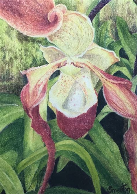 Pink Lady Slipper Orchid Pastel Drawing | Etsy