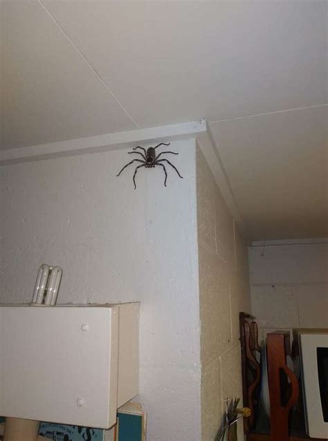 Woman Shares Her Home with a Giant Spider