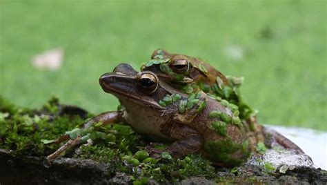 Breeding Frogs Stock Footage Video 2933038 - Shutterstock