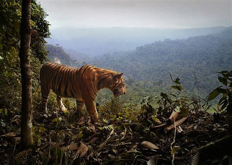 Avoiding extinction: Some Asian animals found thriving near humans