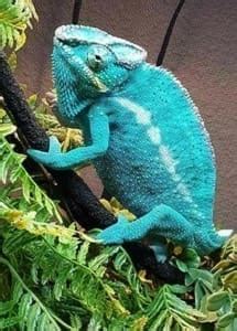 Panther Chameleon Habitat for sale Panther Chameleon Terrarium for sale kit setup for panther ...