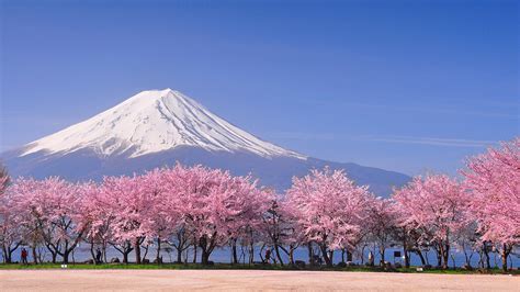 Fuji and sakura blossom at Lake Kawaguchiko, Yamanashi, Japan | Windows Spotlight Images