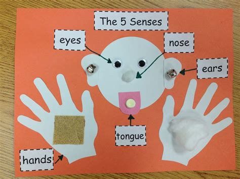 Our Five Senses Craftivity | Senses preschool, 5 senses preschool ...