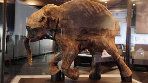 Mammoth tusk unearthed at Seattle construction site; museum hopes to excavate | CTV News