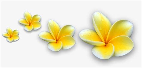 Picture - Bunga Kamboja Bali Png - Free Transparent PNG Download - PNGkey