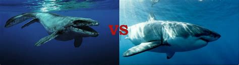 Megalodon vs Mosasaurus: Who would win? - FossilEra.com