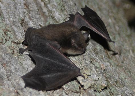 Little Brown Myotis - Sierra Nevada Aquatic Research Laboratory