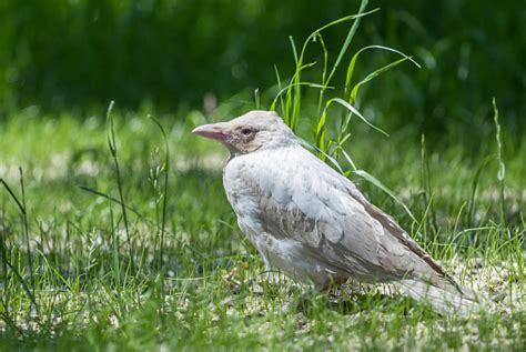 Gagak Albino Putih Foto Stok - Unduh Gambar Sekarang - Albinisme, Burung gagak - Burung, Abu-abu ...