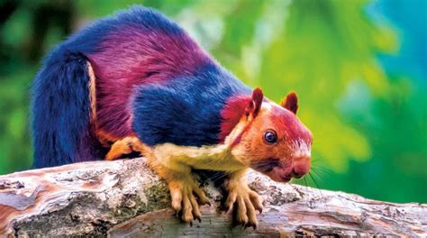 Picture This: A Rainbow Squirrel | Giant squirrel, Indian giant squirrel, Squirrel