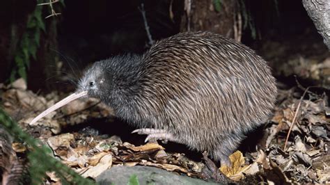 Kiwi Bird Wallpapers - Wallpaper Cave