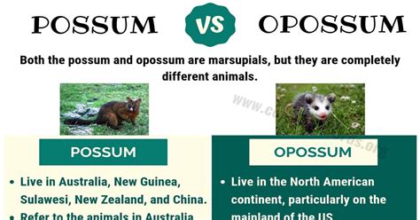 POSSUM vs OPOSSUM: Basic Difference between Opossum vs Possum - Confused Words