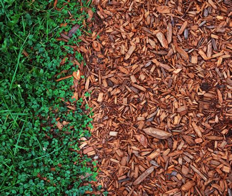 Natural vs. Colored Mulch: Which Do People Prefer?