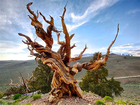 Methuselah Tree in Inyo County, California | Tripomatic