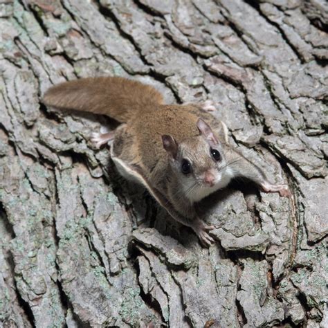 Flying Squirrel - Covenant Wildlife