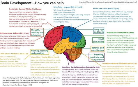 BrainMap | Brain mapping, Brain learning, Brain development