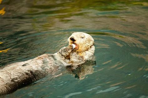 Sea Otter Facts for Kids - The Facts Vault