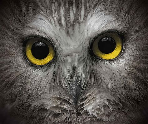 Owl Eyes - Cool Wildlife