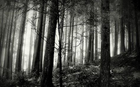 🔥 [50+] Black and White Forest Wallpapers | WallpaperSafari