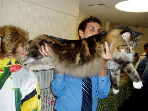 Maine Coon Cat Personality, Characteristics and Pictures – InspirationSeek.com