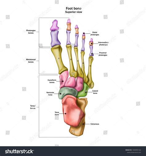 Human Foot Name Photos and Images | Shutterstock