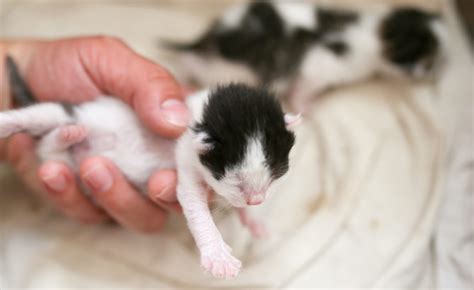 Moving Newborn Kittens: How Should I Move Newborn Kittens ( Steps )