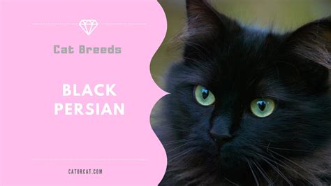 Black Persian Cat Breed - Facts, Origin, History and Personality Traits