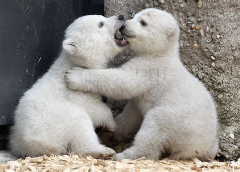 Day in Photos: Polar Bear Cubs, Janet Yellen, Festival of Fire and More | US News