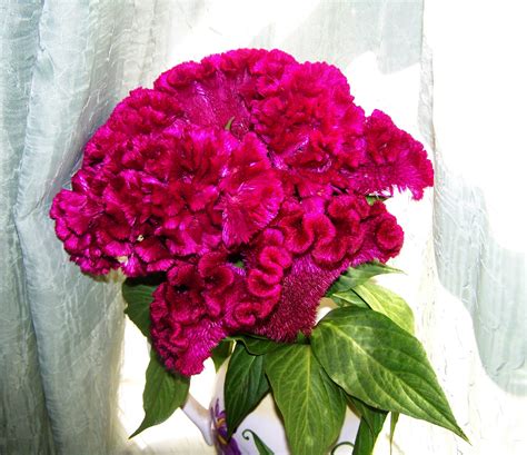 Cockscomb Flower Free Stock Photo - Public Domain Pictures