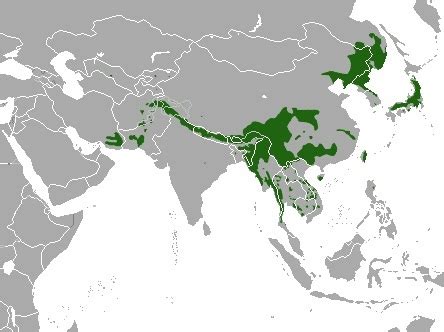 Asian Black Bear (Moon Bear) - Coniferous Forest