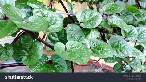 Cultivation Anredera Cordifolia Plant Known Binahong Stock Photo 2239251871 | Shutterstock