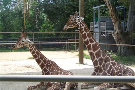 Carroll's Chaos: Audubon Zoo trip