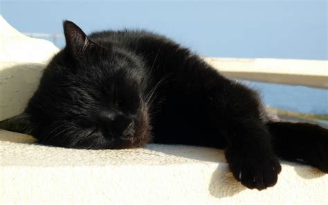 Free photo: Sleeping Black Cat - Black, Cat, Kitten - Free Download - Jooinn