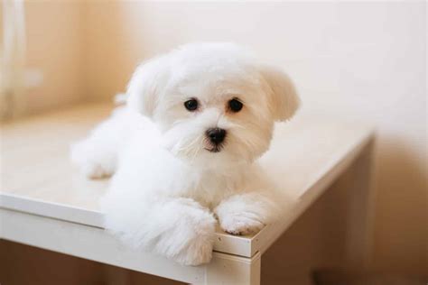 17 Small Dog Breeds With Long Hair the Fluffy Loving Ones