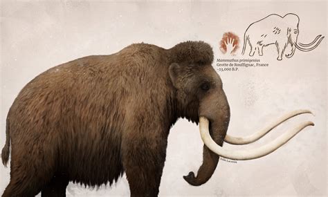 Woolly Mammoth based on a cave painting from the Rouffignac Cave in France : r/pleistocene