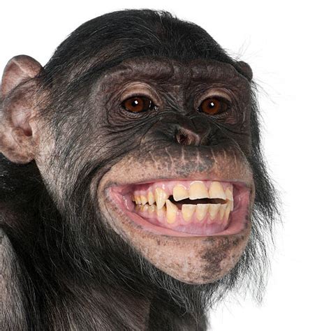 4,700+ Primate Teeth Stock Photos, Pictures & Royalty-Free Images - iStock