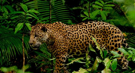 Rainforest Animals Facts Jaguar