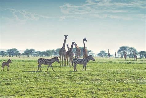 Savanna Biome: Location, Climate, Temperature, Soil, Plants and Animals - Conserve Energy Future