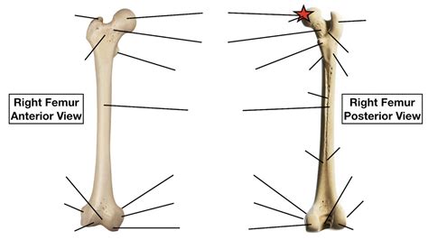 Femur Bone Anatomy: Quiz, Labeled Diagram, Skeletal System Parts — EZmed