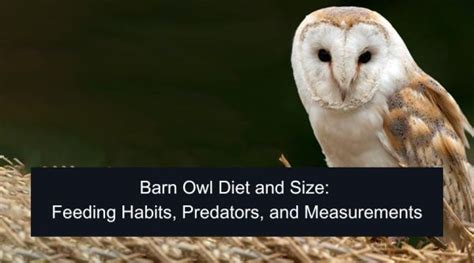 Barn Owl Diet and Size: Feeding Habits, Predators, and Measurements ...