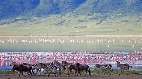 Ngorongoro Crater Birds | Ngorongoro Conservation Area | Birding Tours